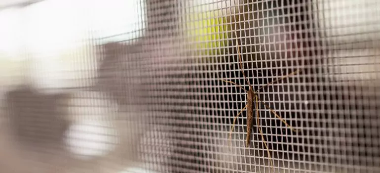 Repair Mosquito Mesh For Windows in Perth, Western Australia